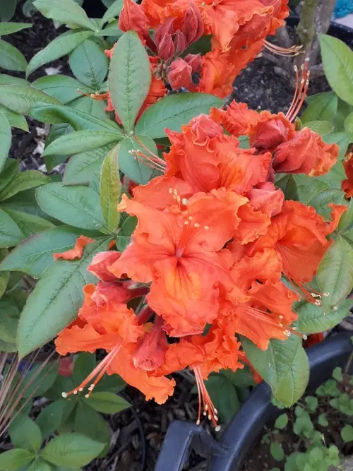 Rhododendron 'Hotspur Red'