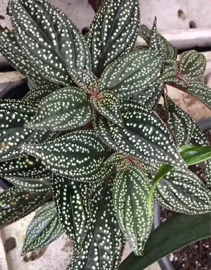 Sonerila maculataの育て方・栽培方法
