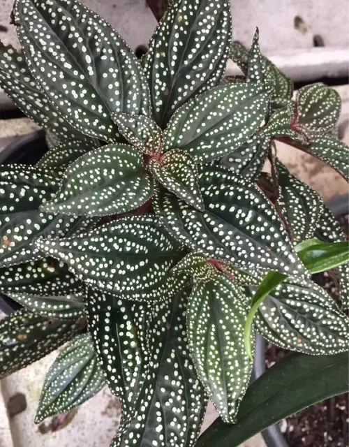 Spotted leaf sonerila