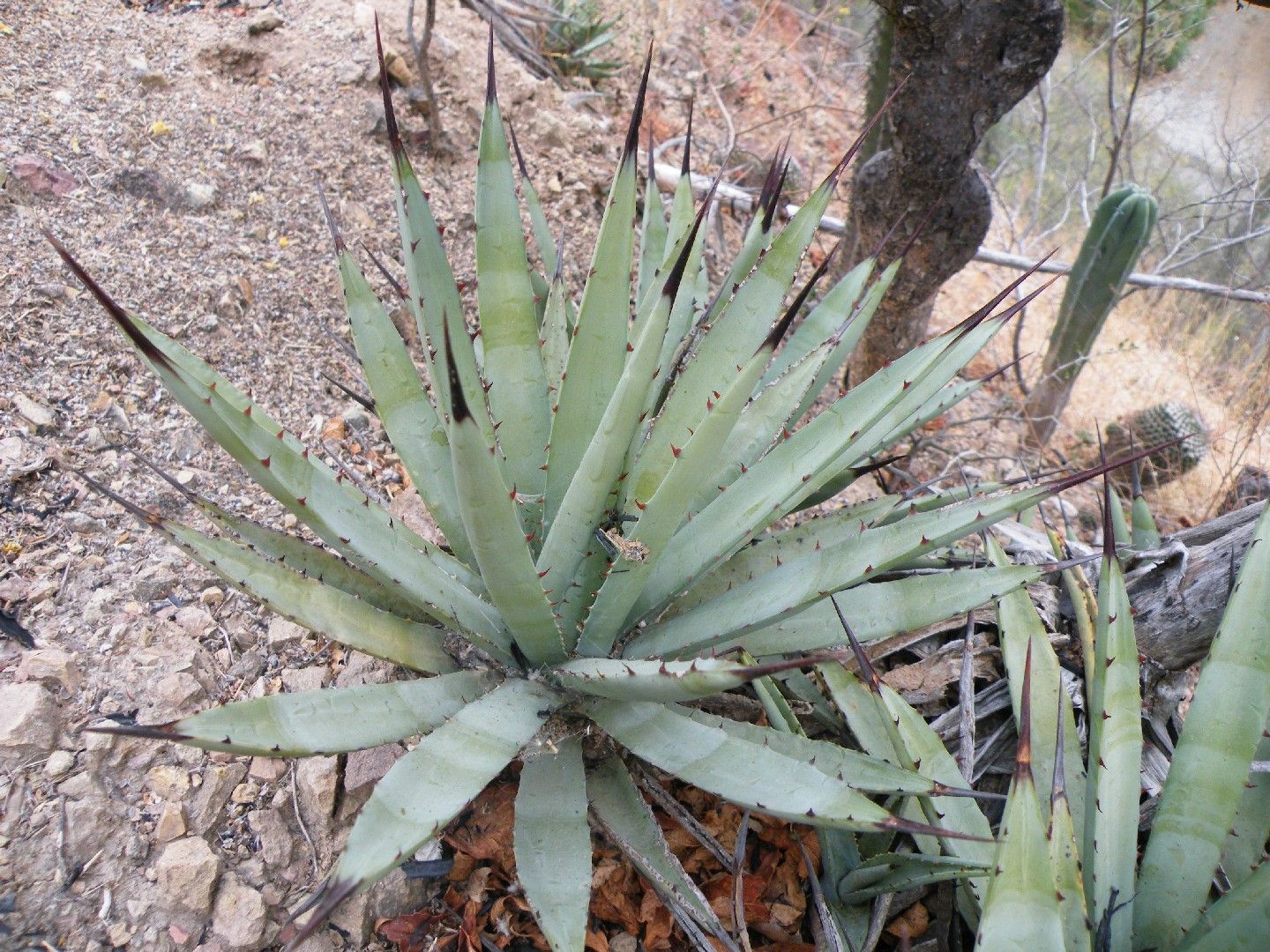 Lj_plants】Q879 多肉植物 アガベ マクロアカンサ黄中斑 Agave