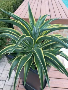 アガベ・ベネズエラ 'Variegata'の育て方・栽培方法