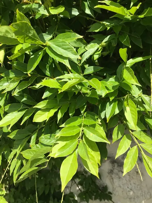 Gelonium poison-leaf