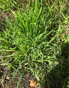 What is the Optimal Temperature for Panic veld grass? (Range, Effects ...