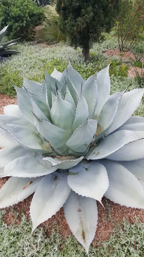 Whale's tongue agave 'Frosty Blue'