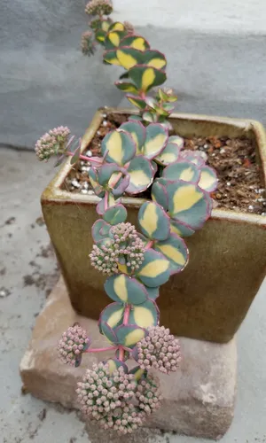 thumbnail image 2 of Sedum Sieboldii Variegata – Live Succulent Plant From Succulents Depot 2 of 5