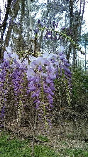 How to Grow and Care for Wisterias 'Caroline'