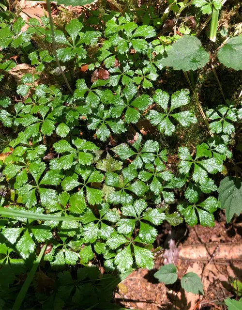 Coptis quinquefolia