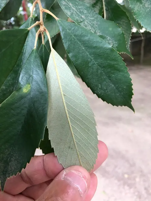 Red-bark oak