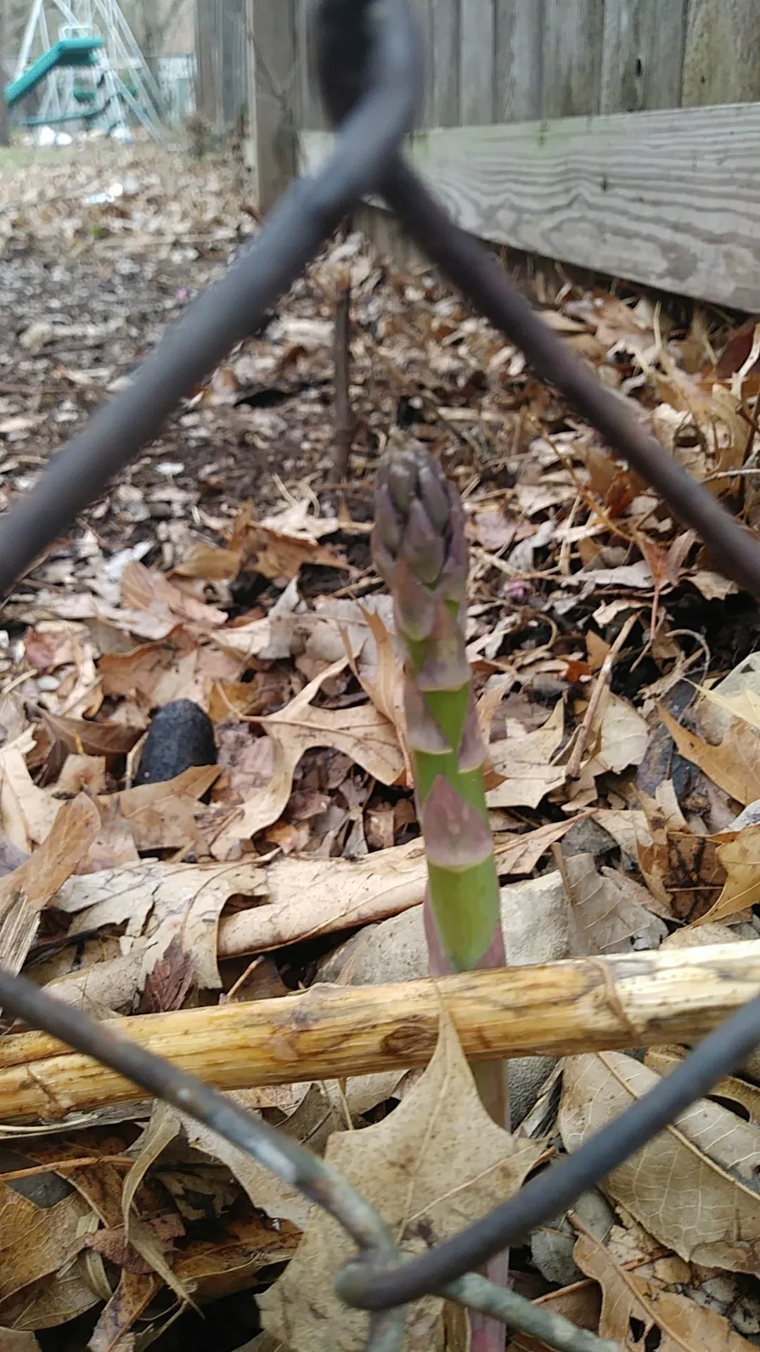 アスパラガスの判定方法 (Asparagus officinalis)