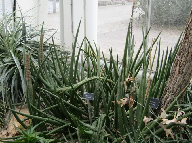 Ist Sansevieria cylindrica giftig?