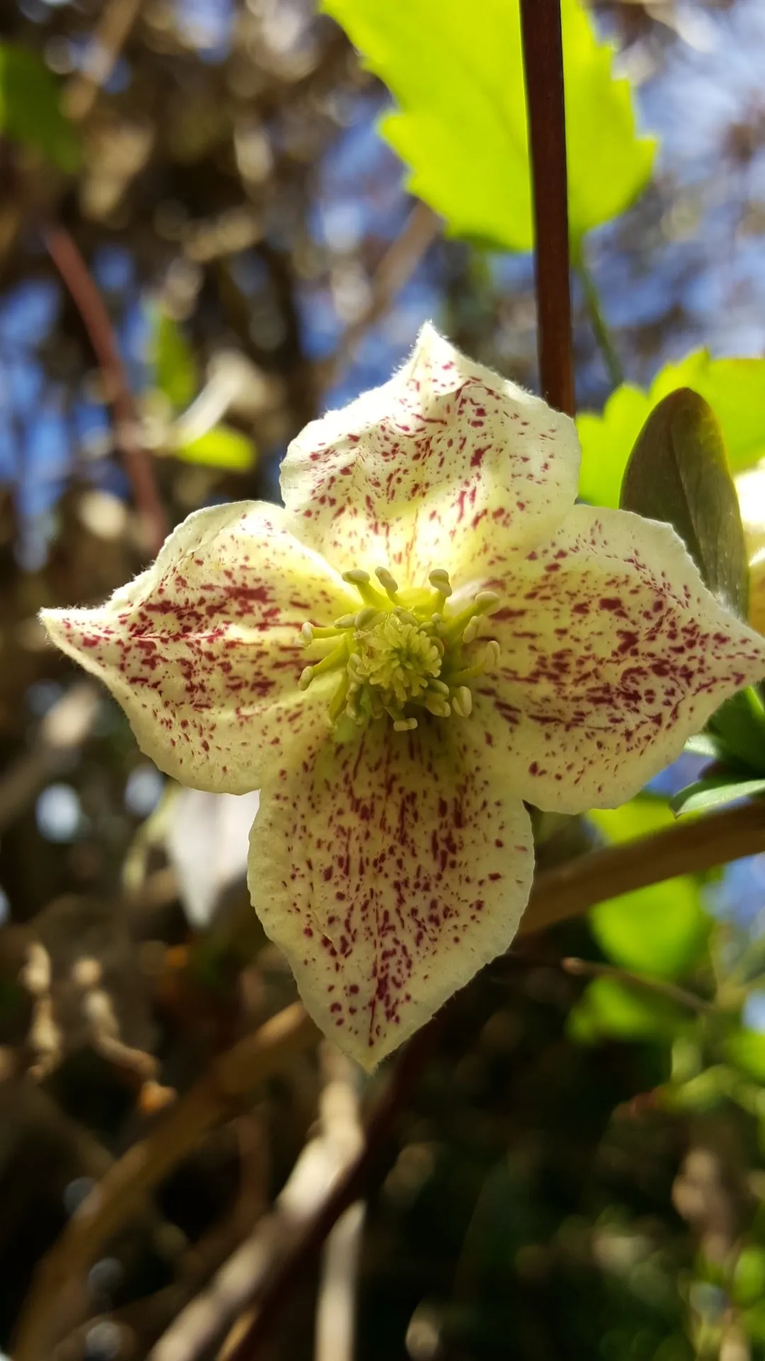 クレマチス・シルホサの判定方法 (Clematis cirrhosa)