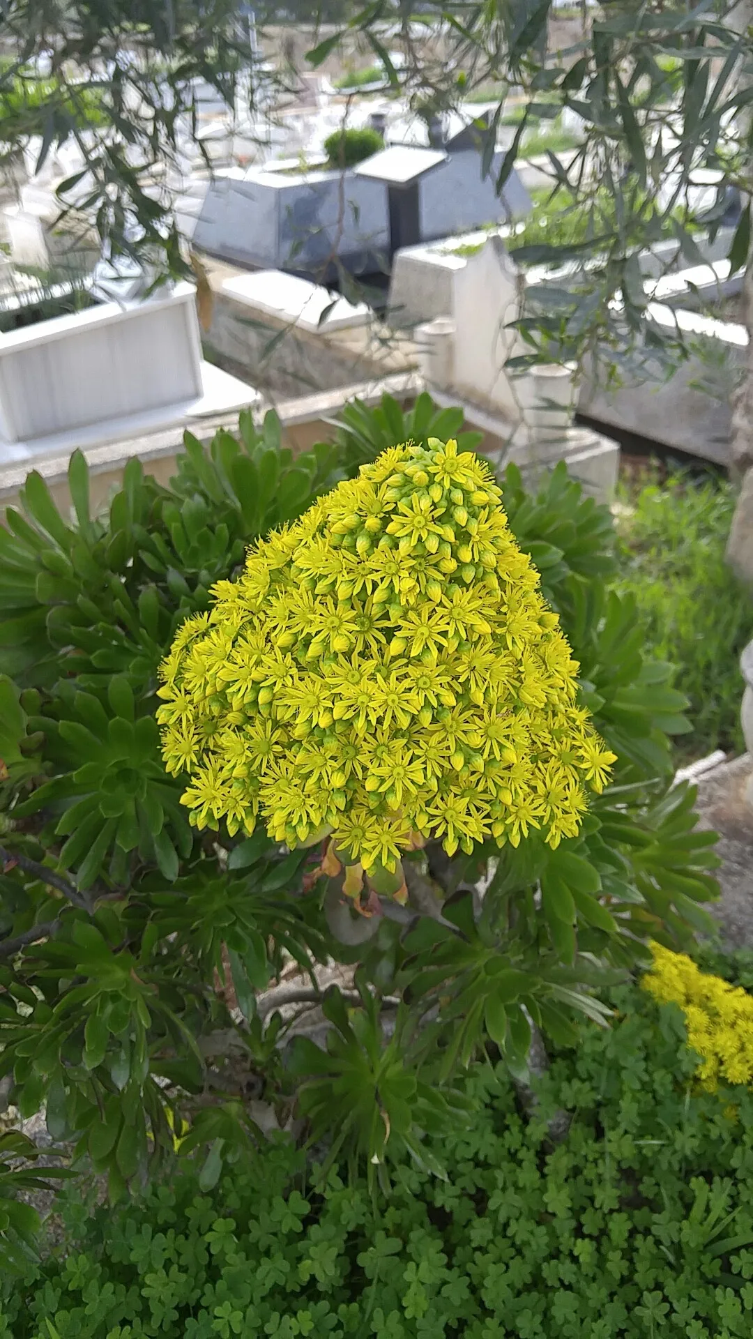 アエオニウム　ベストコンディション アエオニウム ベストコンディション