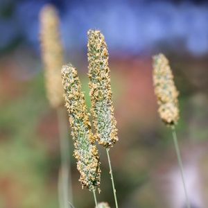 Timoteegras - Phleum pratense (Taxonomie, Kenmerken, Invasief ...