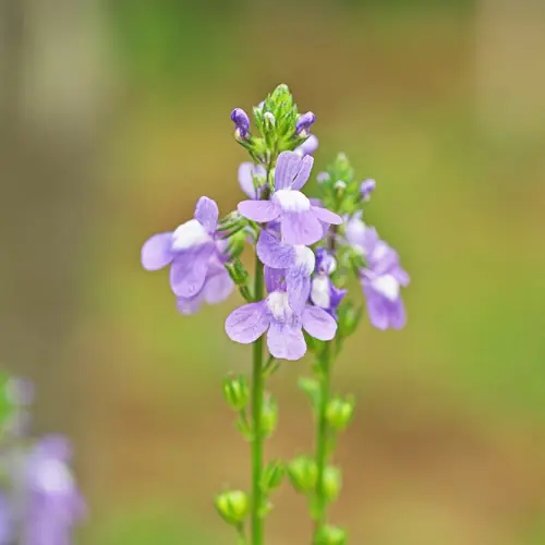 Blue toadflax