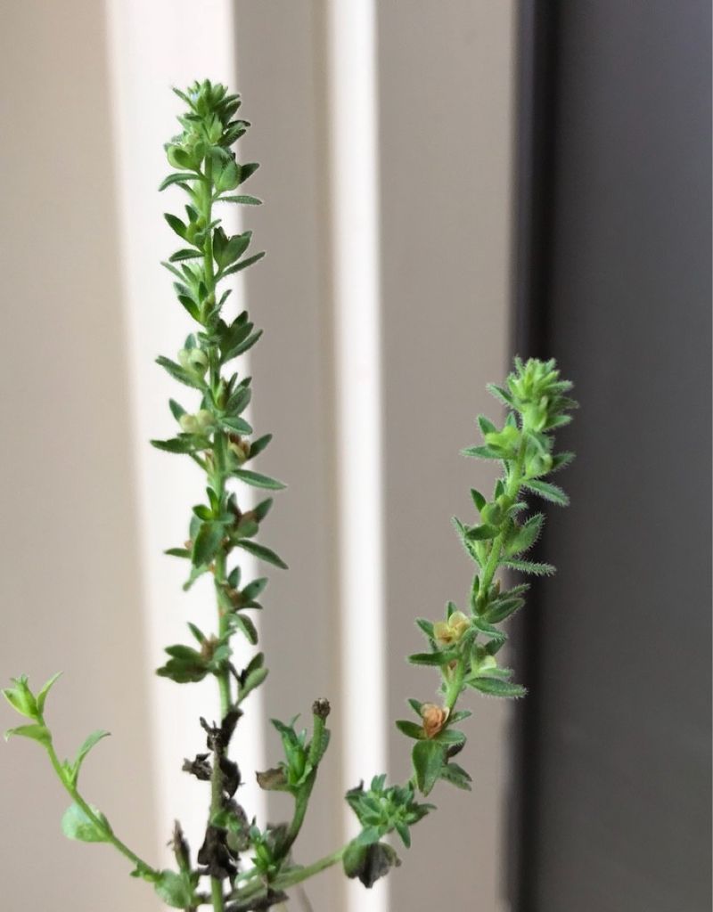 The Surprising Benefits of Spring corn speedwell: Your Guide to Its ...