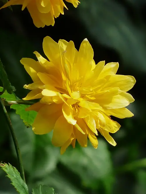 Kerria japonica f. pleniflora