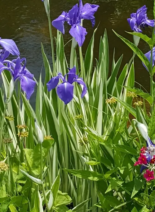 Rabbitear iris 'Variegata'