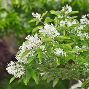 How to Propagate Chinese fringetree