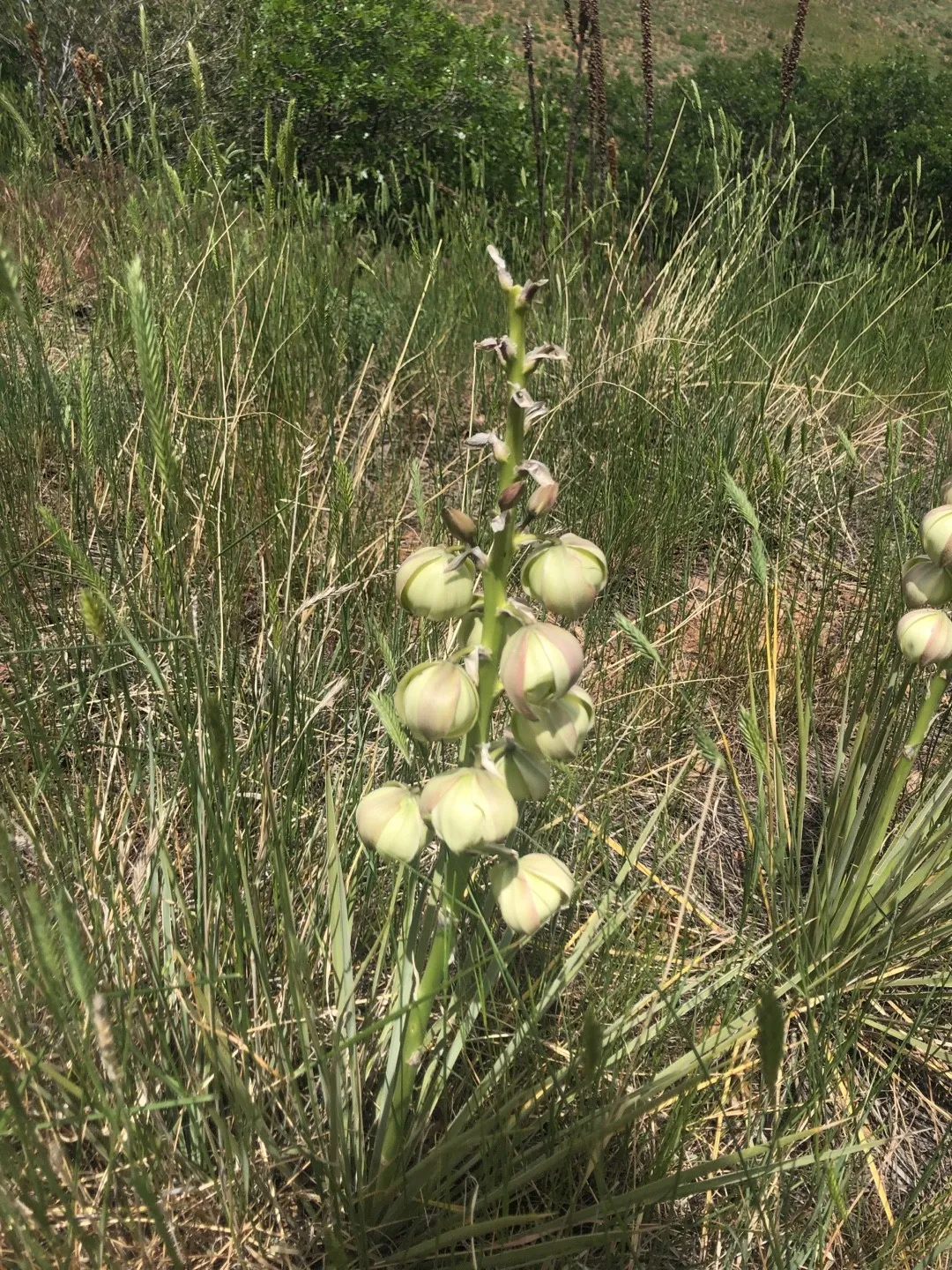 ユッカ・グラウカの判定方法 (Yucca glauca)