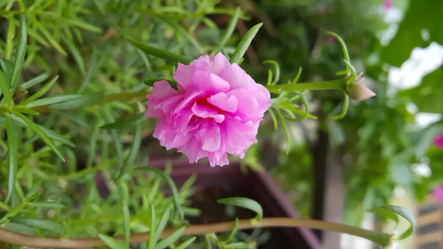 Moss rose Care (Watering, Fertilize, Pruning, Propagation) - PictureThis