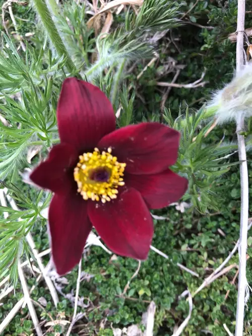 Pasque flower 'Pinwheel Dark Red Shades'