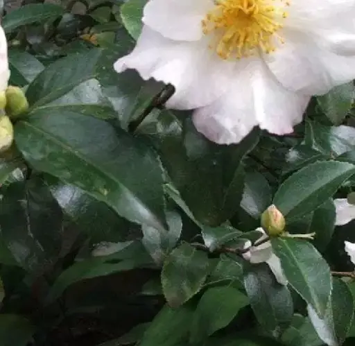 Japanese camellia 'Winter Perfume Pearl'