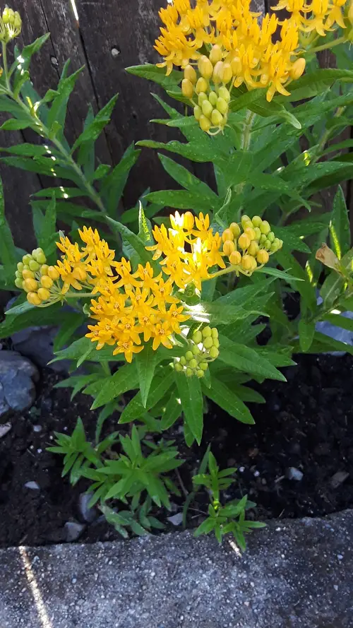 Butterfly weed 'Hello Yellow'