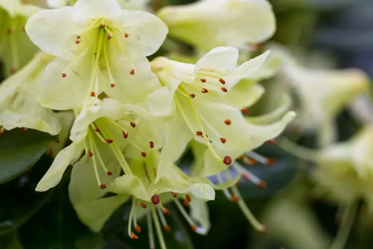 Rhododendron 'Shamrock'