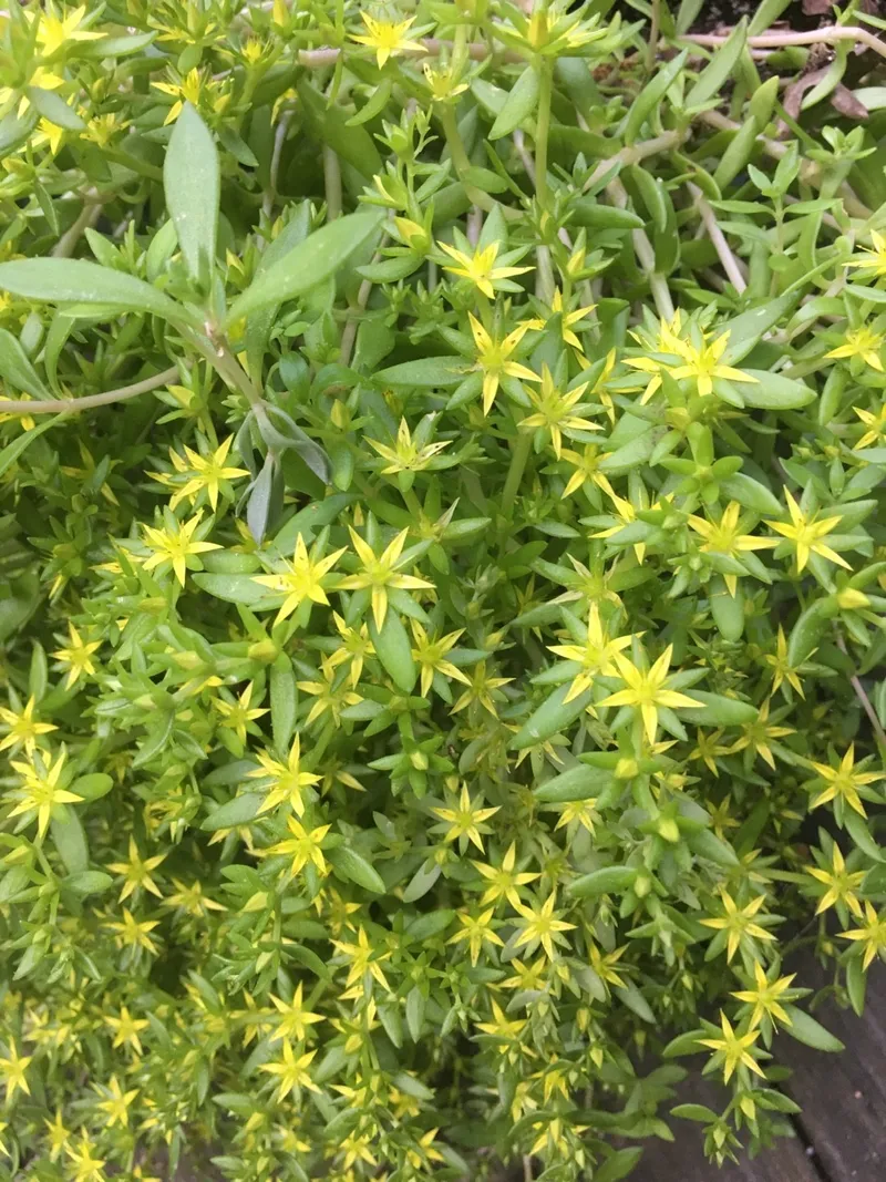 Cómo usar Sedum bulbiferum en la jardinería de suculentas?, image size:800x1067