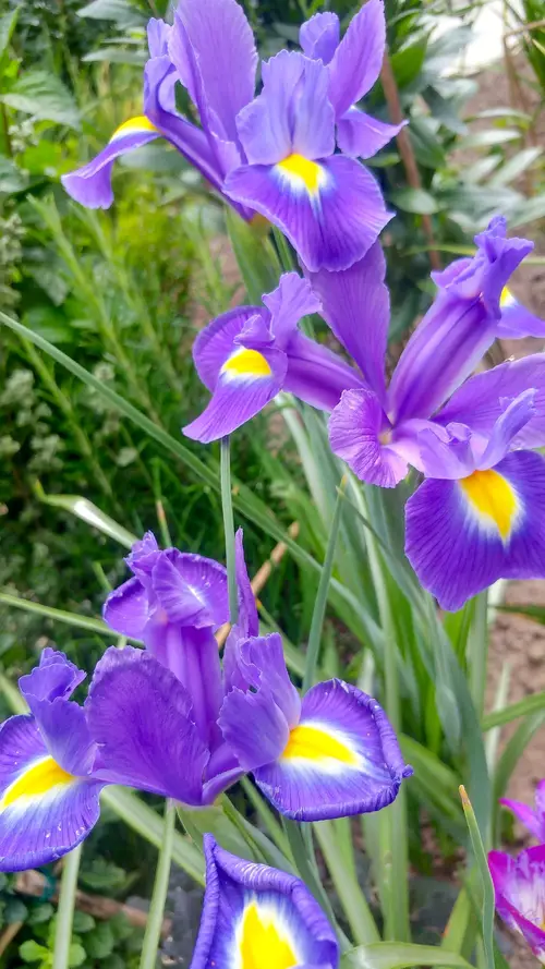 Dutch iris 'Blue Magic'