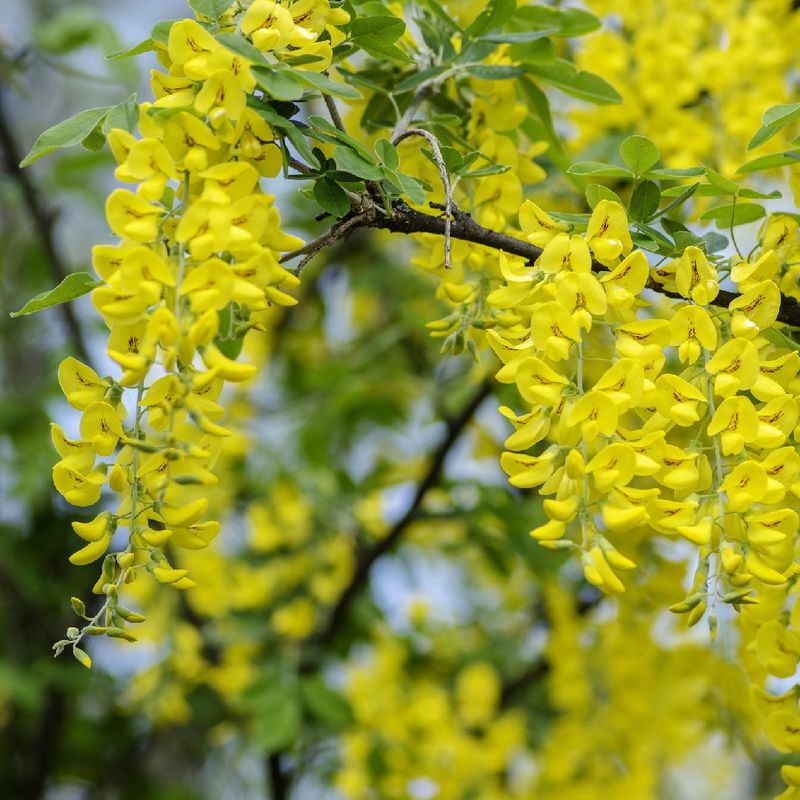 How to Fertilize Your Golden chain tree Effectively?