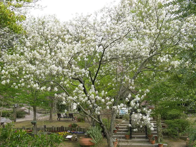 ザイフリボク（采振り木） (Amelanchier asiatica) - PictureThis