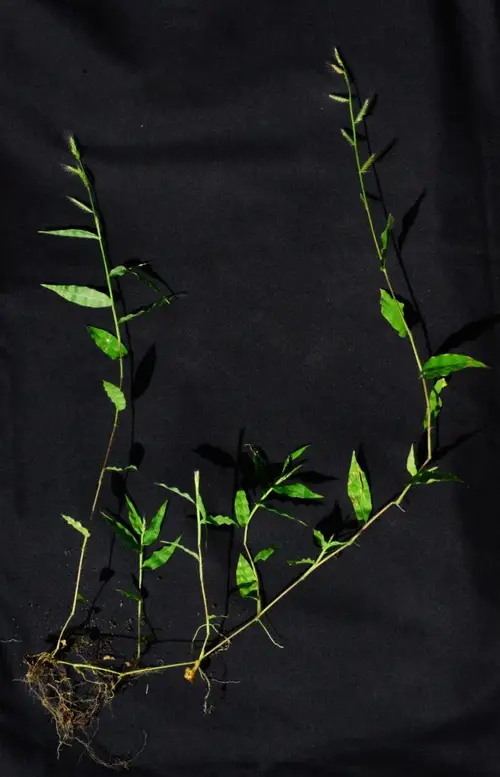Smooth wavy-leaf basketgrass