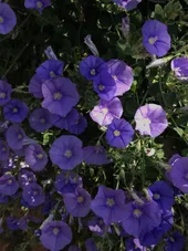 So identifizierst du Kriechende Winde (Convolvulus sabatius)
