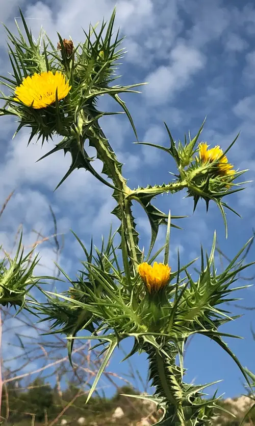 Spotted goldenthistle