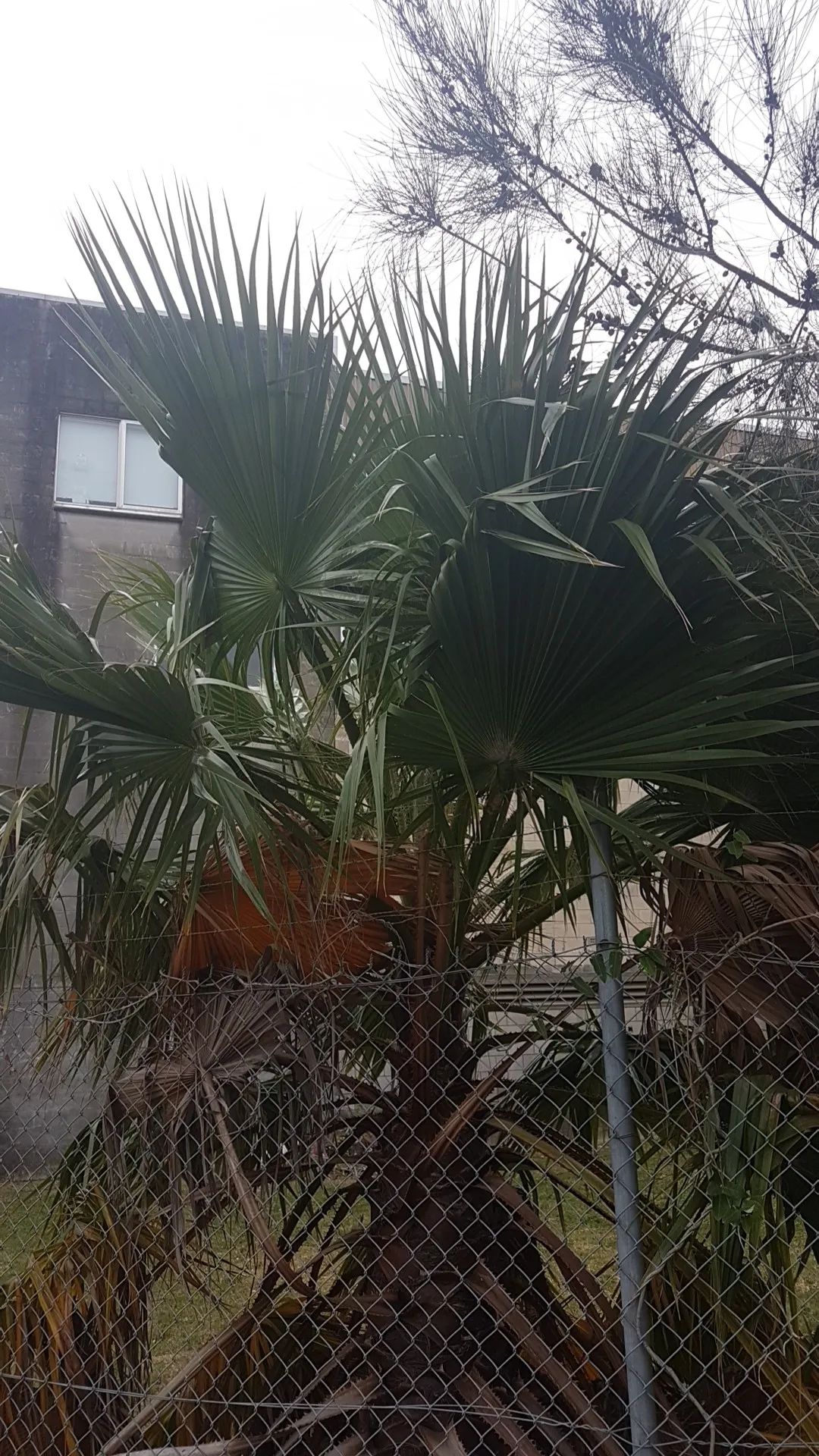 希少植物 玉クバ トックリビロウ 玉クバ トックリビロウ トックリクバ