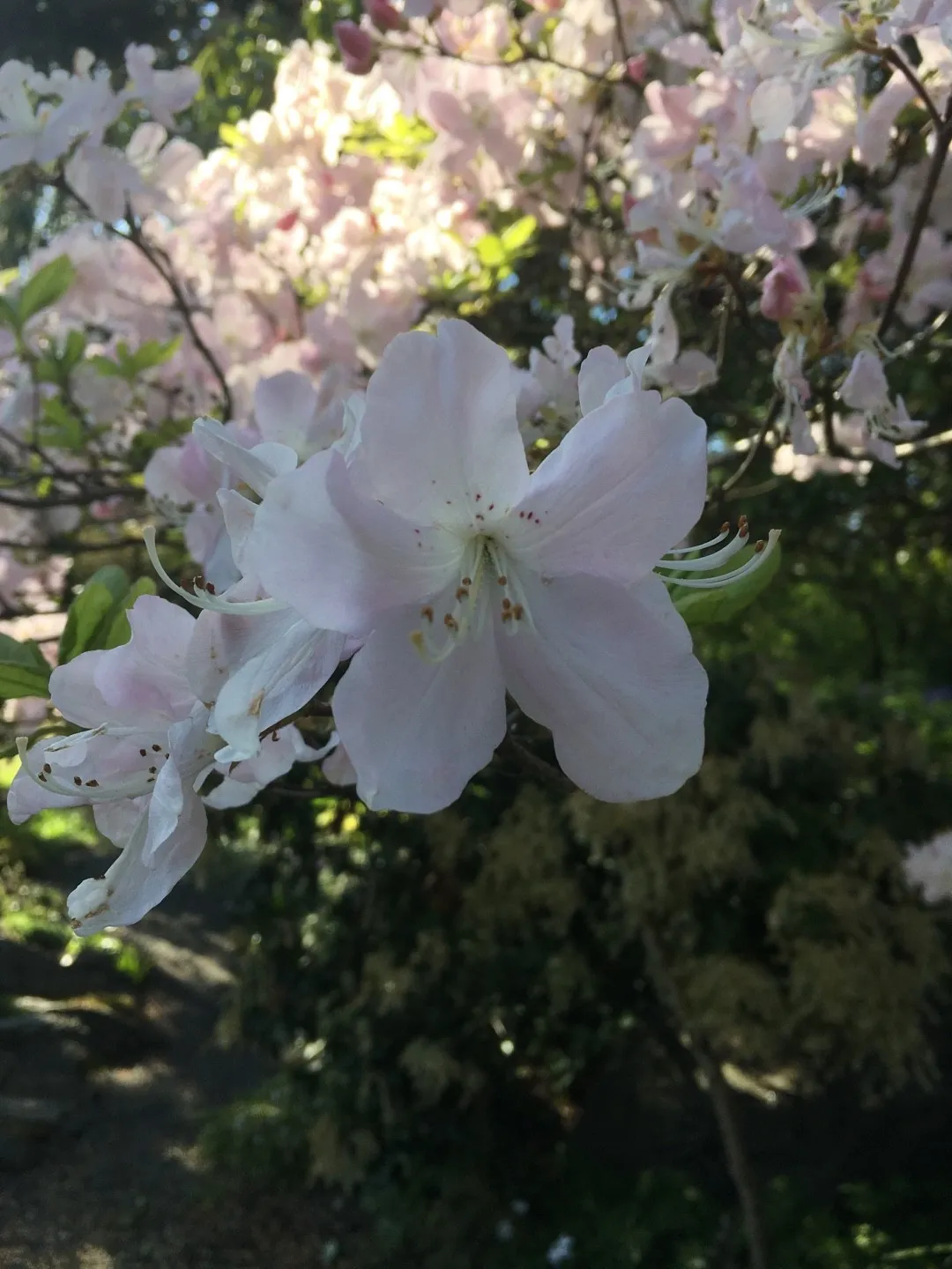 クロフネツツジ（黒船躑躅）の判定方法 (Rhododendron schlippenbachii)