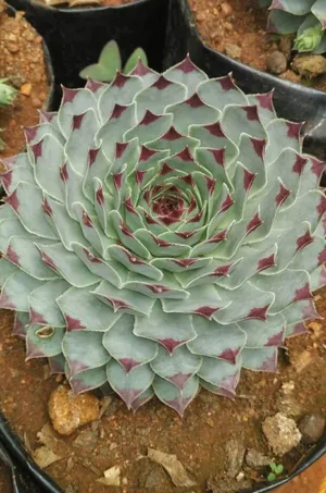 センぺルビウム属 'Sir William Lawrence' (Sempervivum calcareum