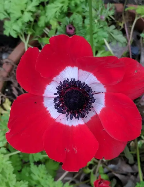 Poppy anemone 'Hollandia'