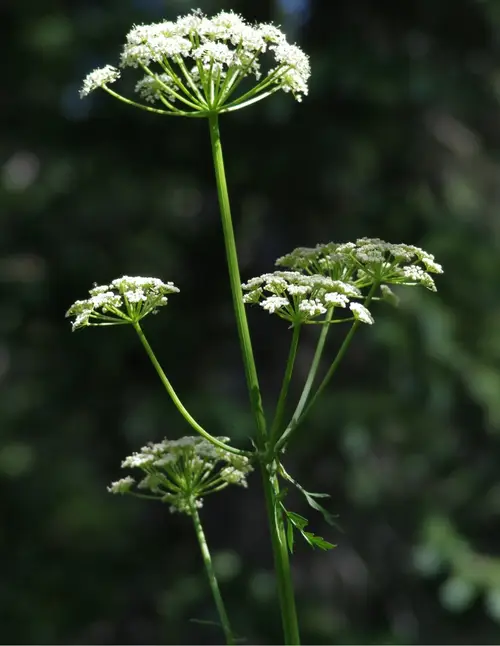 Ligusticopsis acuminata