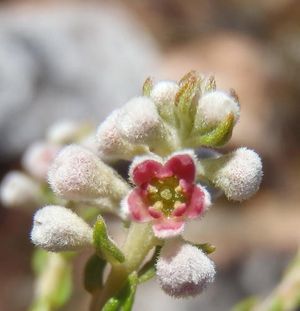 Phylica axillaris - PictureThis