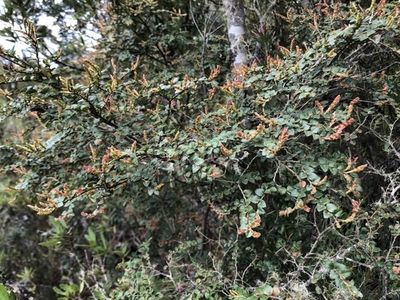 How to Grow and Care for deciduous beech