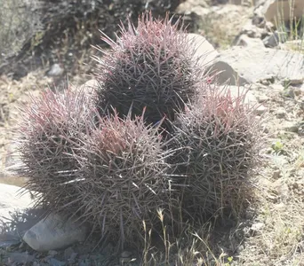 タイリュウカン（大竜冠） (Echinocactus polycephalus) - PictureThis