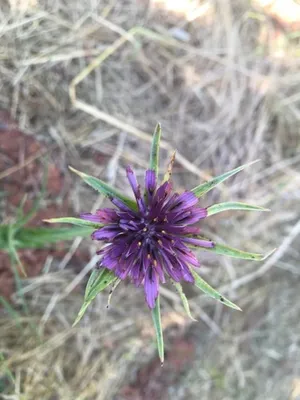 Salsifis Cultivé (Tragopogon Porrifolius) Bio Semences