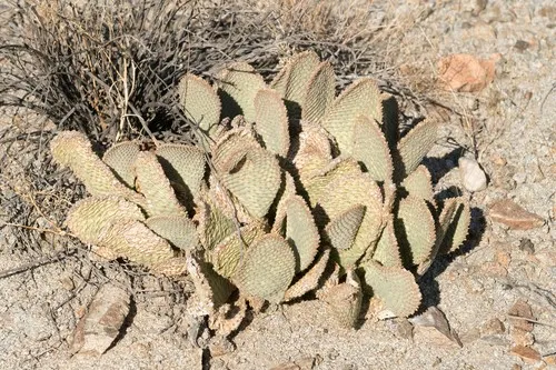cactus roots San Pedro Cactus for Sale Trichocereus