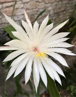 cactus potting soil Organic Cactus & Succulent Potting Soil For Sale Online – Organic Mechanics  Soil main image 0