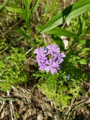 Dakota mock vervain - Glandularia bipinnatifida (Care