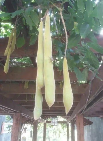 How to identify Chinese wisteria (Wisteria sinensis)