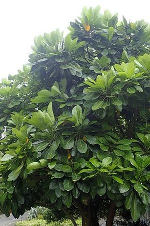 Puka - Meryta sinclairii (Care, Characteristics, Flower, Images)