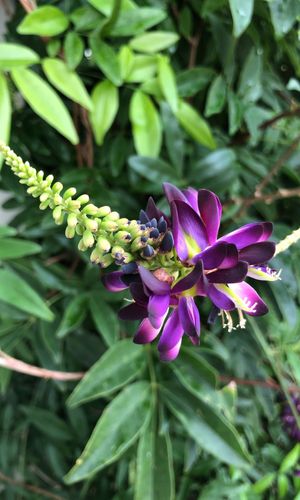 Callerya reticulata - PictureThis